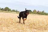 BEAUCERON - PUPPIES 026